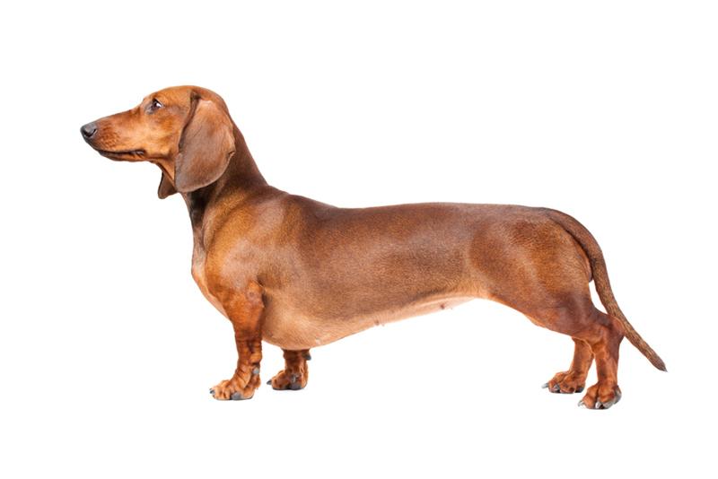 dachshund-7-1.jpg - Dachshund - Dog Breeds