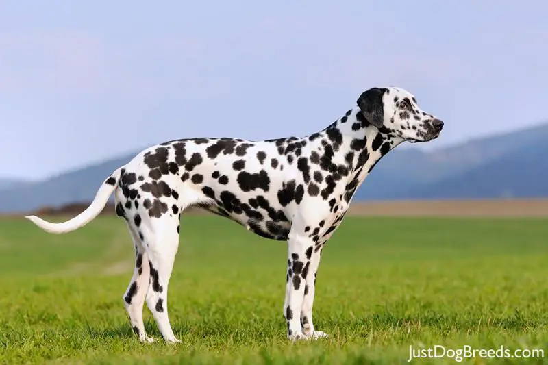 dalmatian3.jpg - Dalmatian - Dog Breeds dalmatian3.jpg - Dalmatian - Dog Breeds