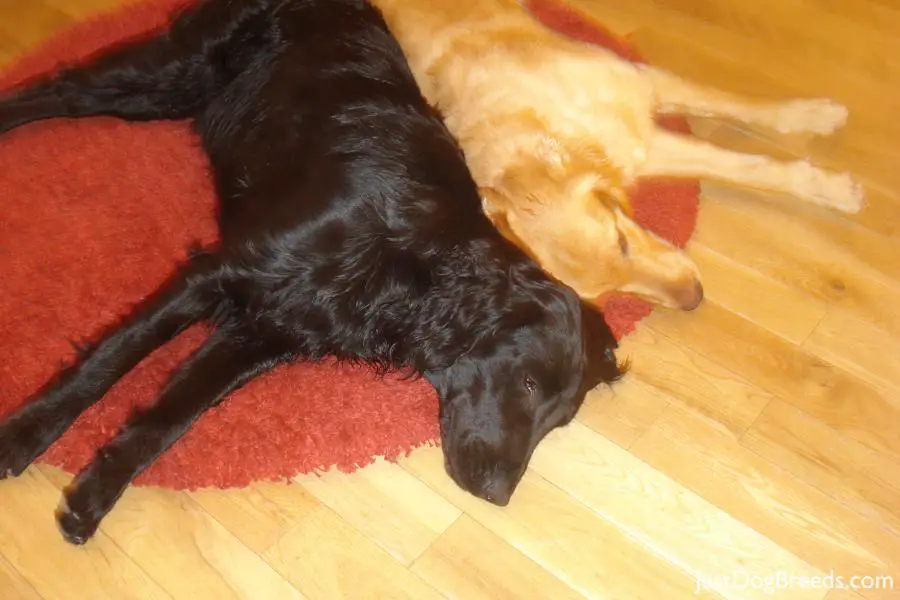 Callan with his poor brother (no colour) Sunny Callan with his poor brother (no colour) Sunny