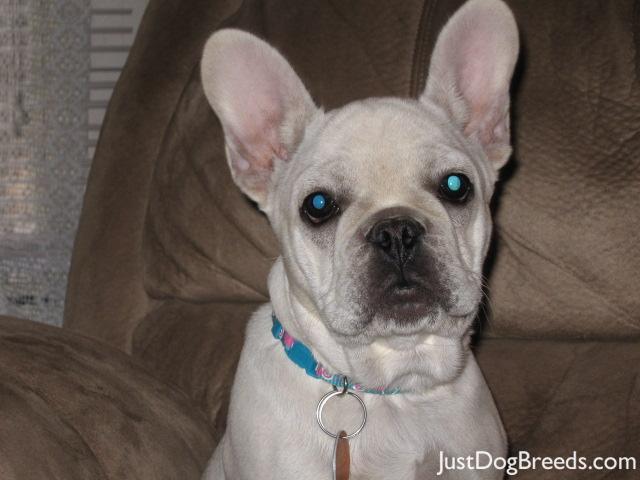 Knikkie  French Bulldog  Dog Breeds