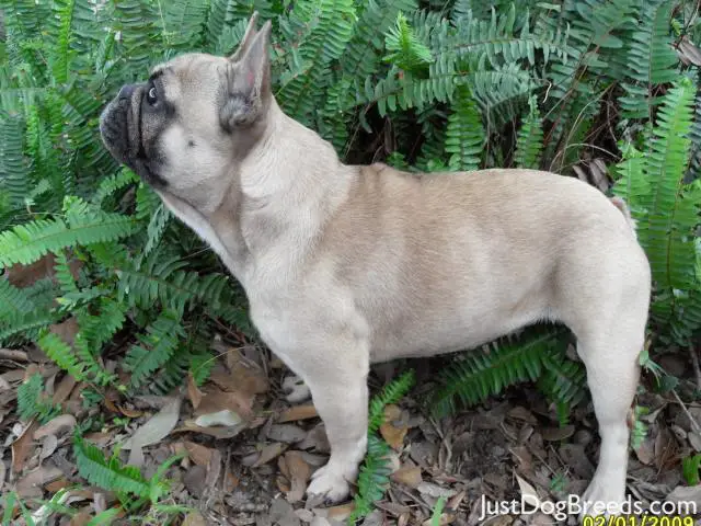 Ace of Frenchies 2 Luv Ace of Frenchies 2 Luv