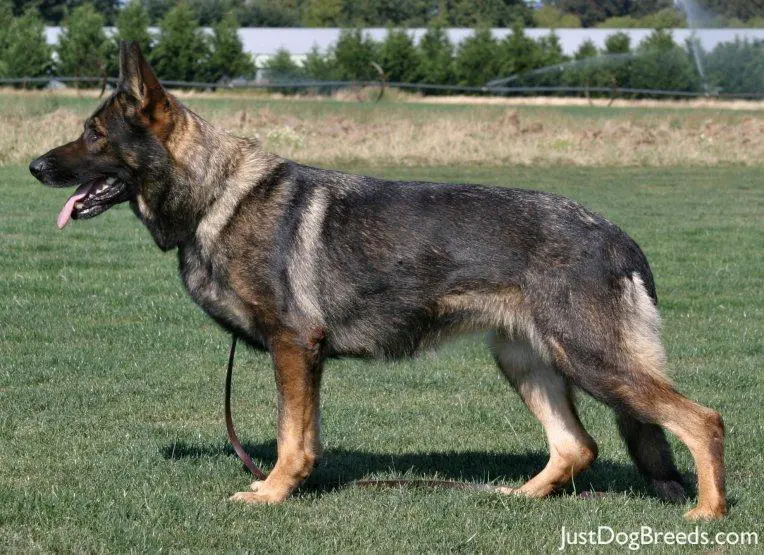  - 3349-german-shepherd-dog-115