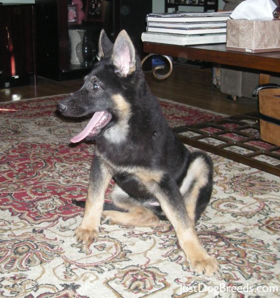 Jesse - German Shepherd Dog - Dog Breeds