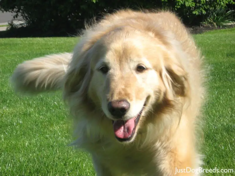 Golden Retriever puppies with their hand - m5x.eu