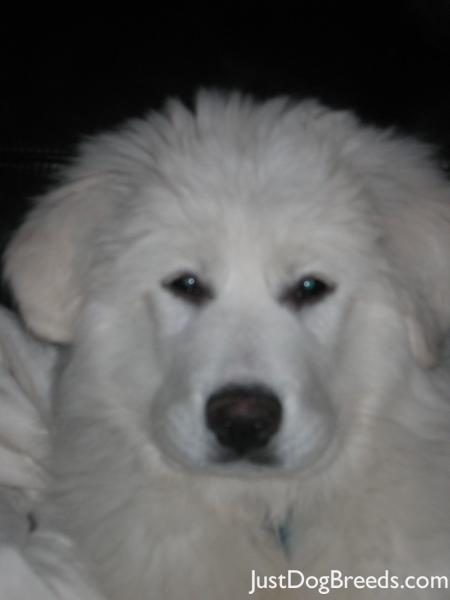 LULU BEAR LULU BEAR