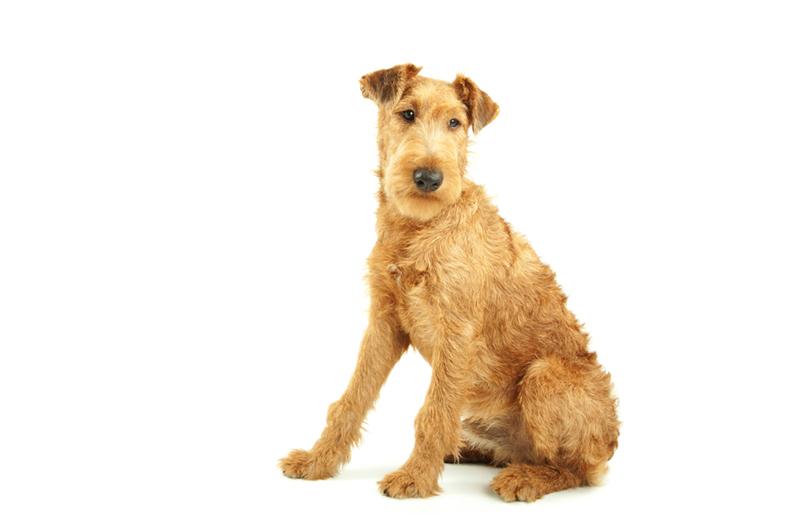 irish-terrier3.jpg - Irish Terrier - Dog Breeds irish-terrier3.jpg - Irish Terrier - Dog Breeds