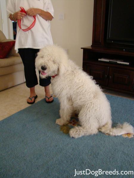 Gracie Gracie