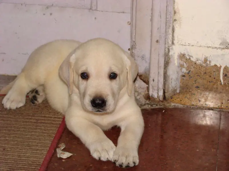 Adonis!! aka don-don - Labrador Retriever - Dog Breeds Adonis!! aka don-don - Labrador Retriever - Dog Breeds