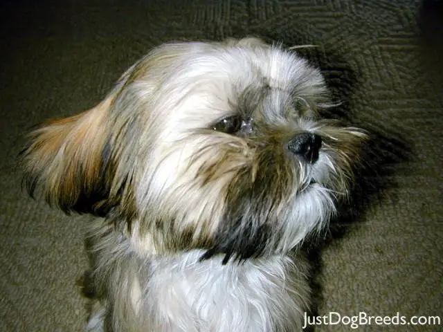 Photo Of Alpa Lhasa Dogs Lhasa Apso | Dog Breeds Picture Photo Of Alpa Lhasa Dogs Lhasa Apso | Dog Breeds Picture