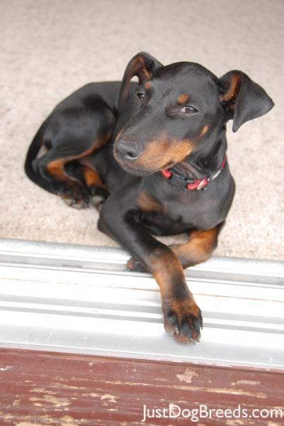 Chester Chester