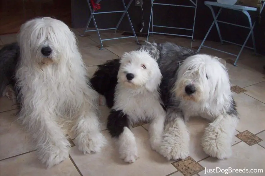 Koby, Azula and Kendell Koby, Azula and Kendell