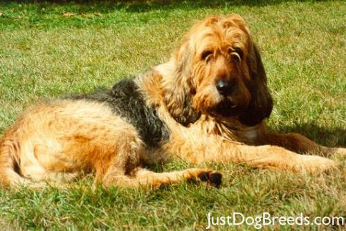breeds alphabetical alphabetical list of gifts autos post breeds alphabetical alphabetical list of gifts autos post