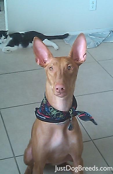 Zira Zira