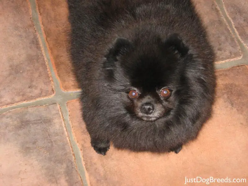 pomeranian large breed pomeranian breeds pomeranian large breed pomeranian breeds