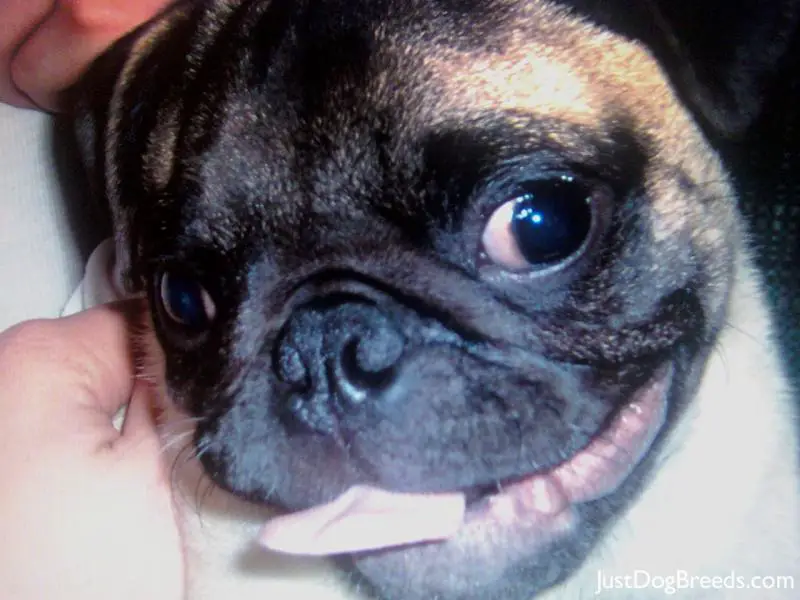 images of pug breed dogs pug breeders photograph mambo pug breeds images of pug breed dogs pug breeders photograph mambo pug breeds
