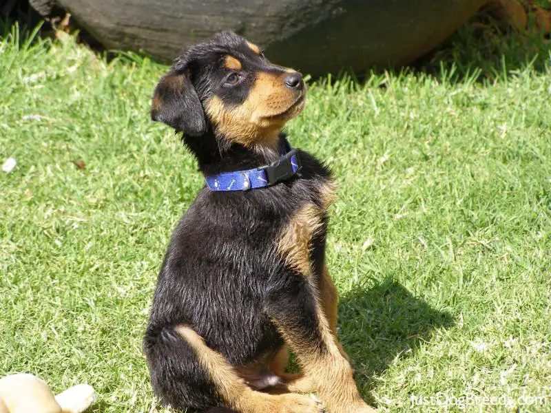 rottweiler breed rottweiler breed dogs image search results breeds picture rottweiler breed rottweiler breed dogs image search results breeds picture