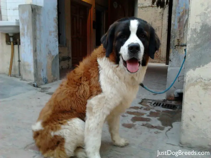 saint bernard pics dogbreedworldcom dog breeds picture saint bernard pics dogbreedworldcom dog breeds picture