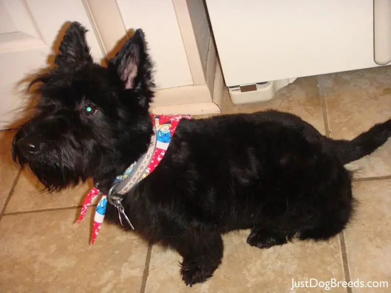 Scottish Yerrier Haircuts | scottish terrier haircuts newhairstylesformen2014 com Scottish Yerrier Haircuts | scottish terrier haircuts newhairstylesformen2014 com