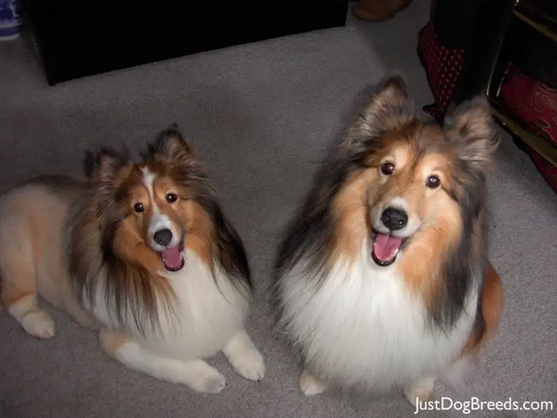 Jazzie and Daisy Jazzie and Daisy
