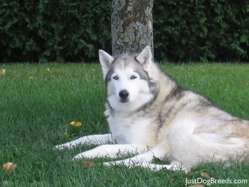 Myka - Siberian Husky - Dog Breeds