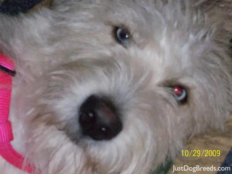 Daisy Lu Daisy Lu
