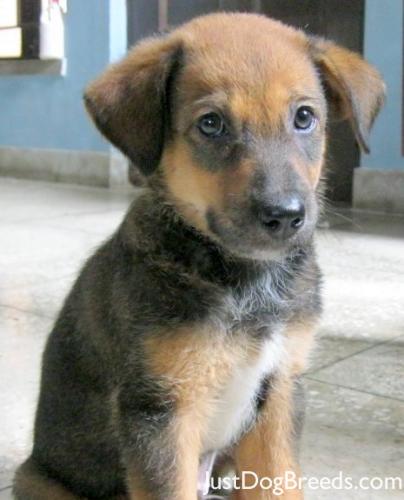 Roscoe Roscoe