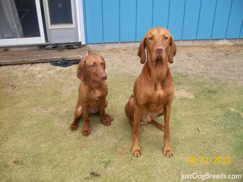 Peanut and Snickers Peanut and Snickers