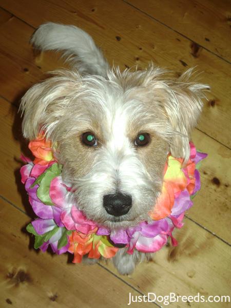 Fox Terrier Dog Breed Fox Terrier Dog Breed