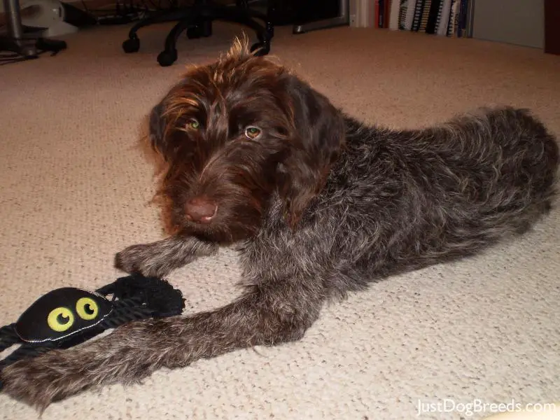Daisi Red Ryder - Wirehaired Pointing Griffon - Dog Breeds