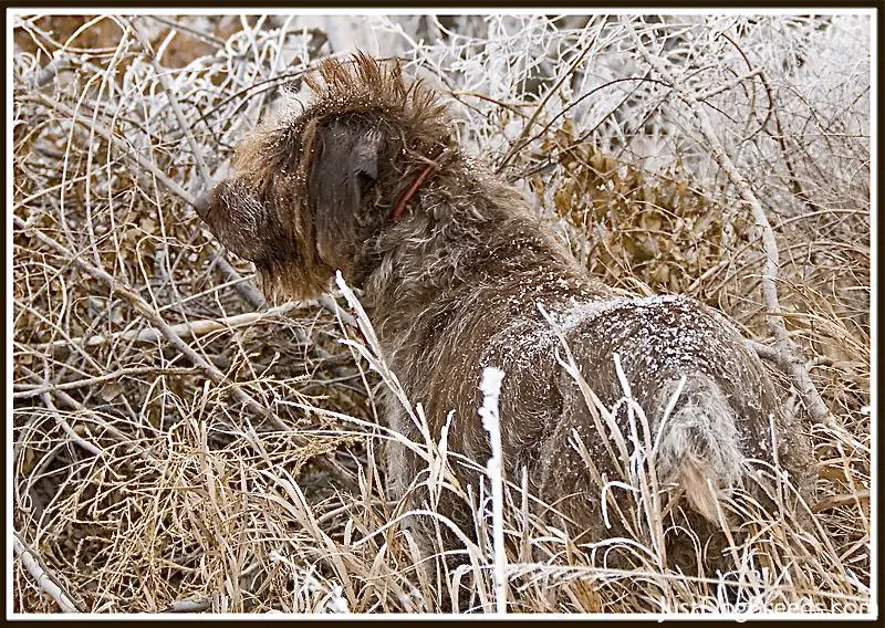 Wirehaired Pointing Griffon Dog Wirehaired Pointing Griffon Dog