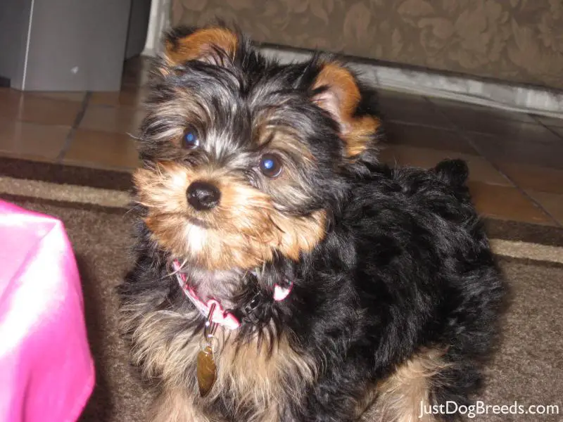 Mr.Sprinkles AKA Sprinks - Yorkshire Terrier - Dog Breeds Mr.Sprinkles AKA Sprinks - Yorkshire Terrier - Dog Breeds