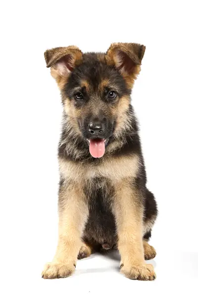 german-shepherd-dog3.jpg