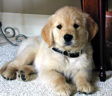 Rosie - Golden Retriever - Dog Breeds