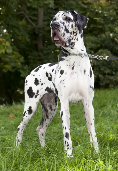 great-dane2-22.jpg - Great Dane - Dog Breeds