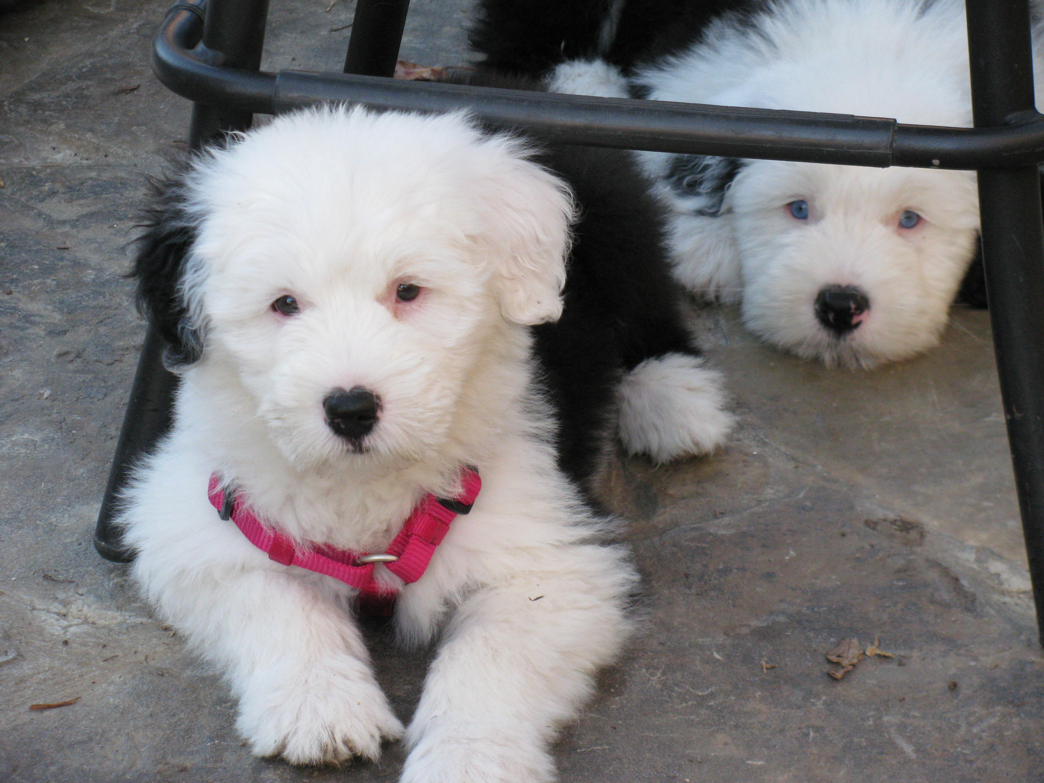 Old English Sheepdog Information, Facts, Pictures, Training and Grooming