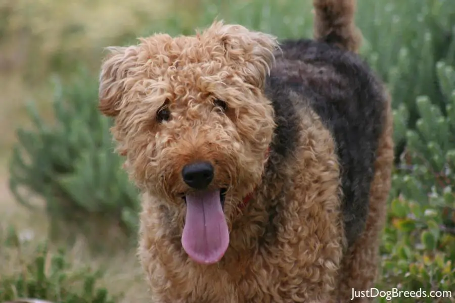 common dog breeds in south africa Dogs Breed Sierramichelsslettvet common dog breeds in south africa Dogs Breed Sierramichelsslettvet