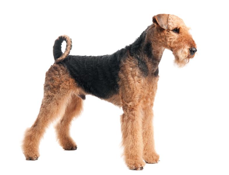 airedaleterrier3.jpg Airedale Terrier Dog Breeds airedaleterrier3.jpg Airedale Terrier Dog Breeds