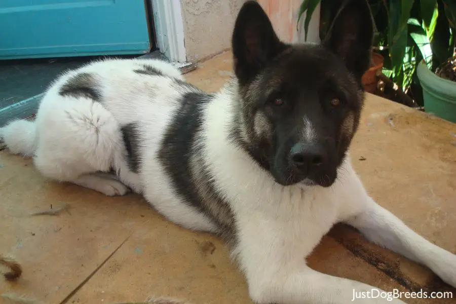 teddy bear akita