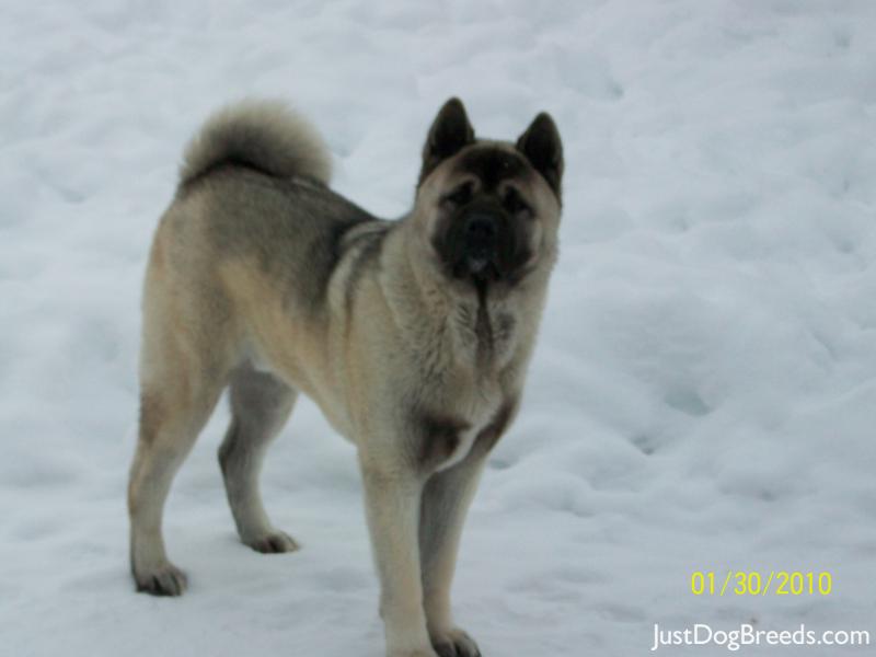 Baby Diesel - Akita - Dog Breeds