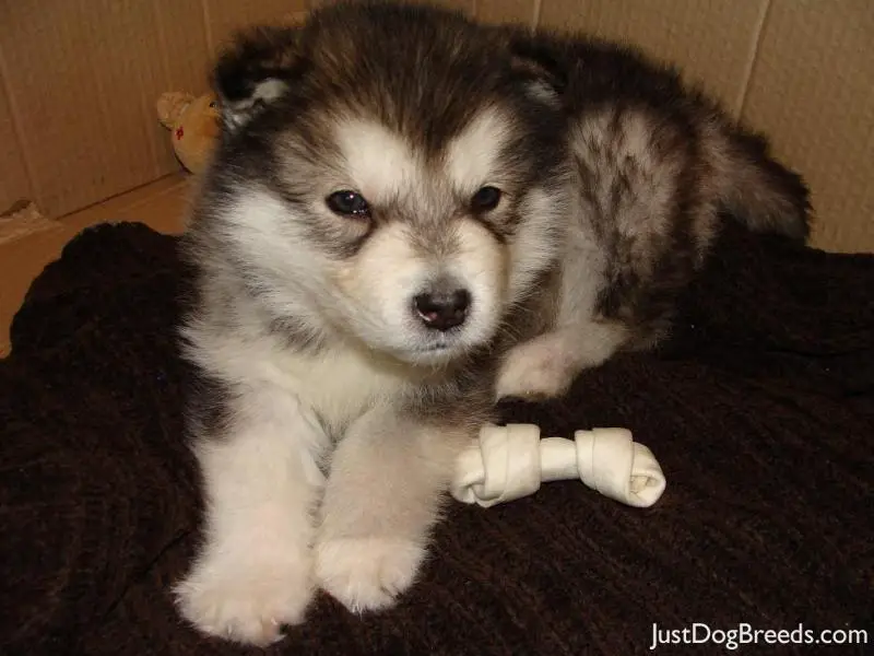 CASPER - Alaskan Malamute - Dog Breeds