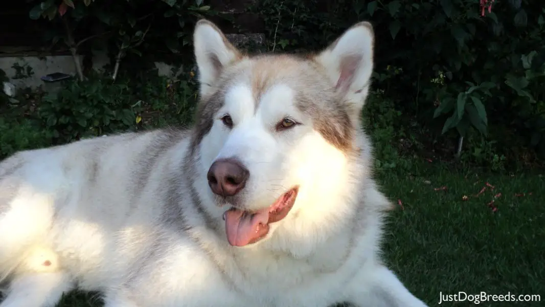 Flynn - Alaskan Malamute - Dog Breeds