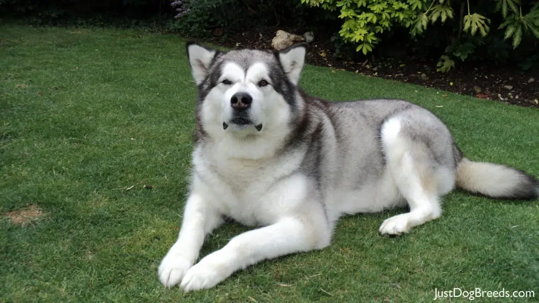 Marty - Alaskan Malamute - Dog Breeds