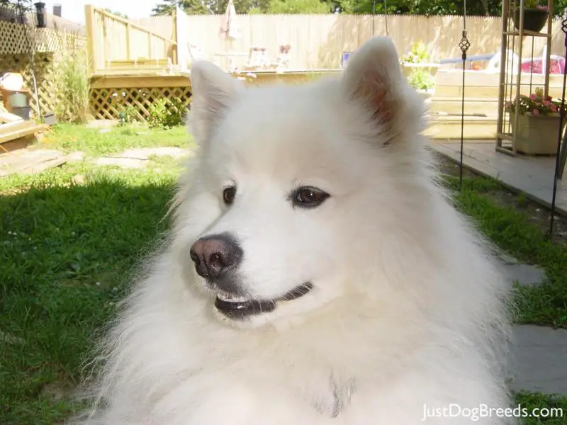 casper - American Eskimo Dog (Standard) - Dog Breeds