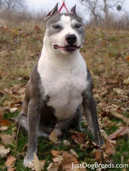 Max - American Staffordshire Terrier - Dog Breeds Max - American Staffordshire Terrier - Dog Breeds