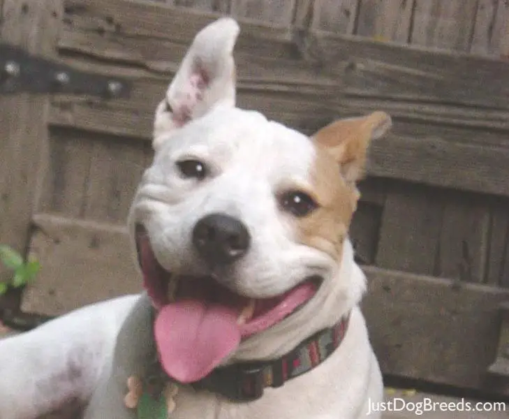 petey - American Staffordshire Terrier - Dog Breeds petey - American Staffordshire Terrier - Dog Breeds