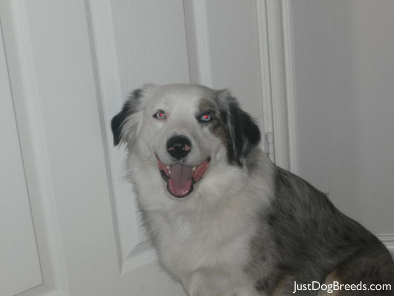 what is a sooner dog