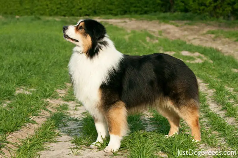 What Are The Easiest Small Dogs To Train What Are The Easiest Small Dogs To Train