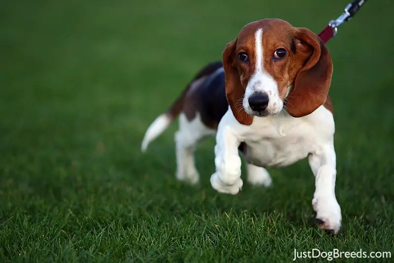 2413-basset-hound-16.jpg