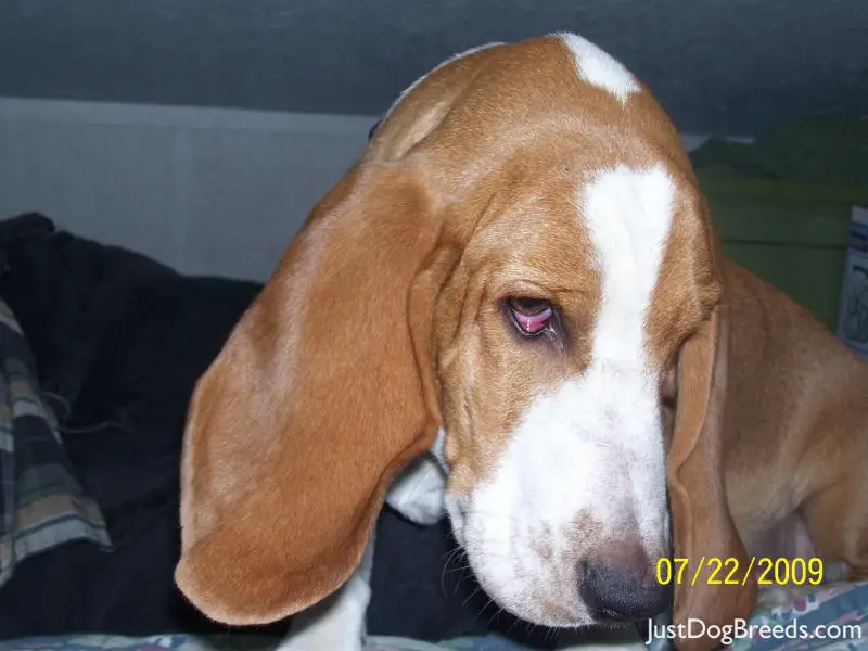 Copper Basset Hound Dog Breeds