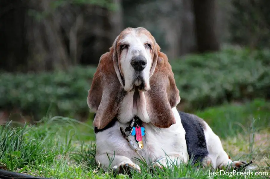 Fred - Basset Hound - Dog Breeds